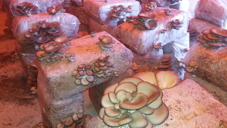 inside greenhouse of 'Mitato Mushrooms Farm' with fresh Pleurotus mushroom crops